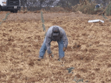 manual plantation of agave