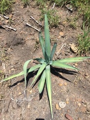 healthy agave plant