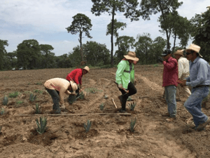 field workers planting agave