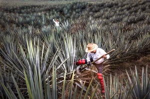 tpm en area agrícola