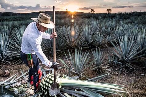tequila, cuna de mexicanidad