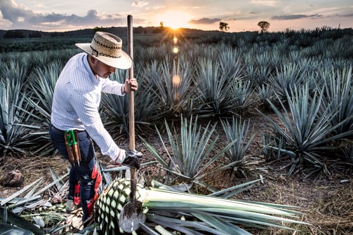 celebrate mexico's independence