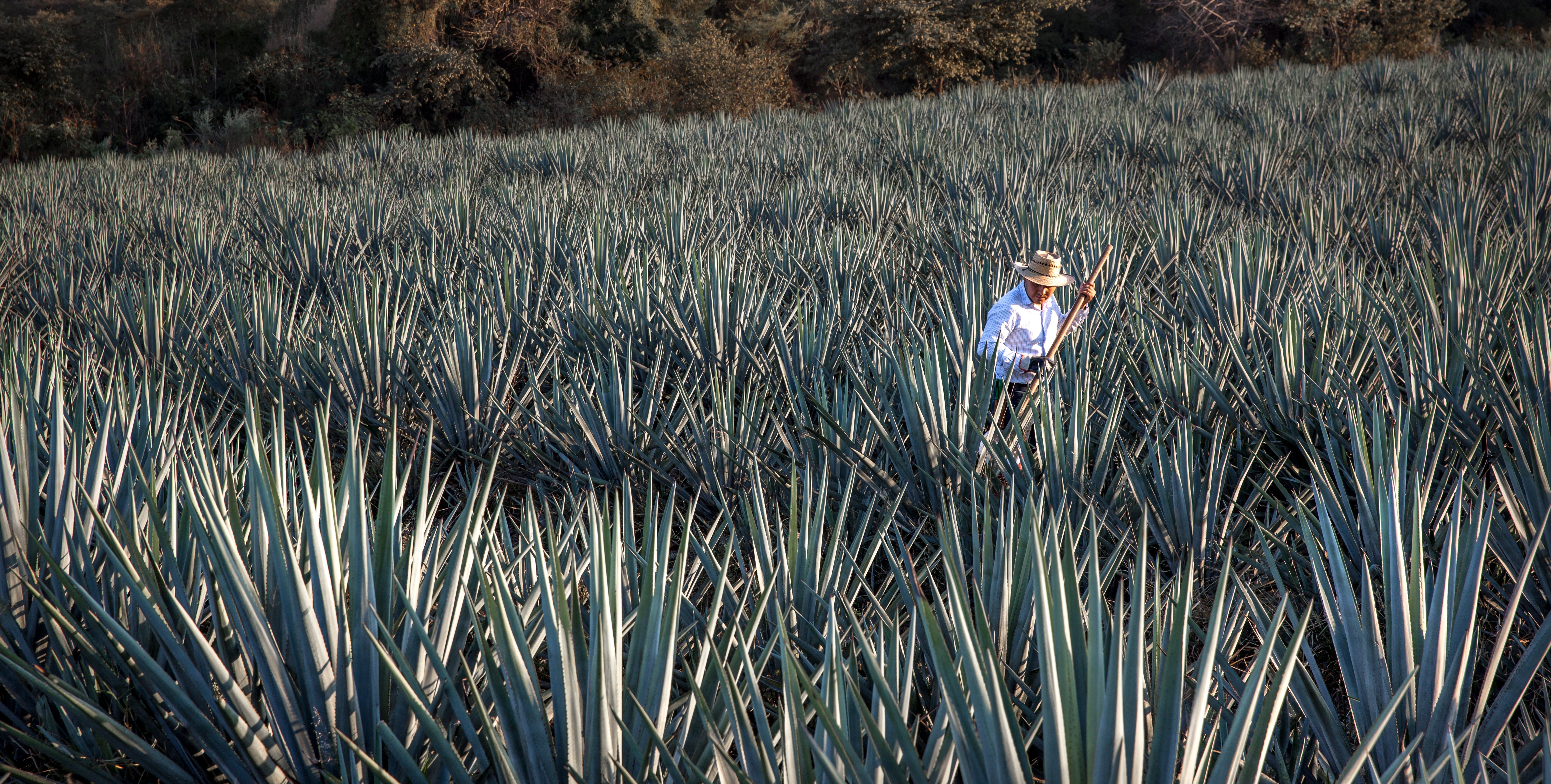 Campo Agave, Vista elevada (1)