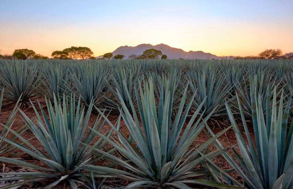 casa-sauza-tequila-premium-150-aniv-campos-agave