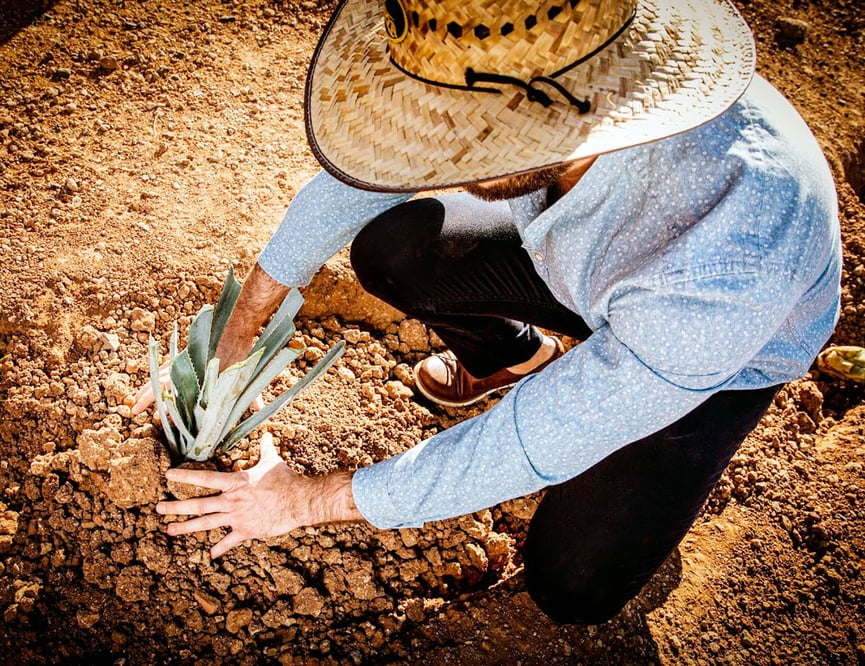 casa-sauza-tequila-agave-tours