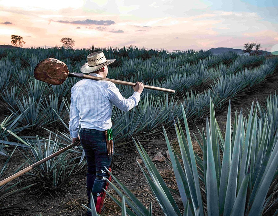 casa-sauza-tequila-agave-azul