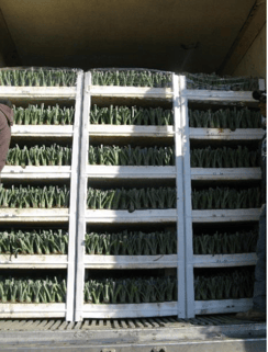 micropropagation of agave