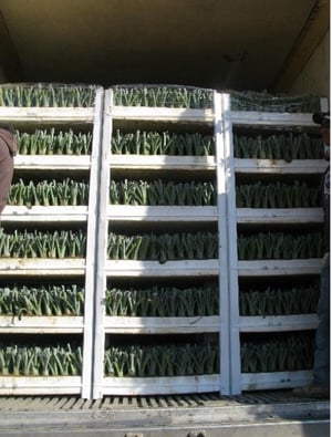 Agave micro propagation process