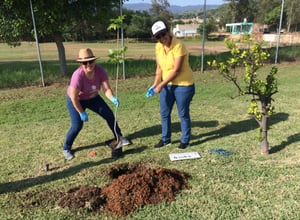 reforestation casa sauza