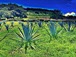 Agave care in the tequila industry