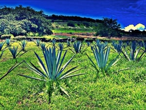 agave fields casa sauza