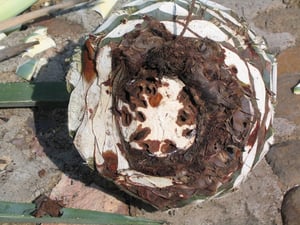 hongos en piña de agave