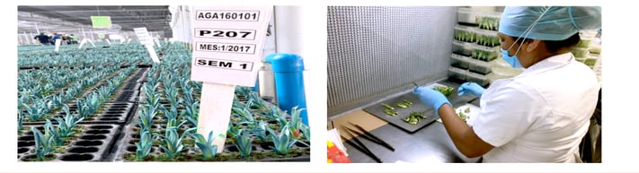 Micro propagación Agave Agromod Casa Sauza