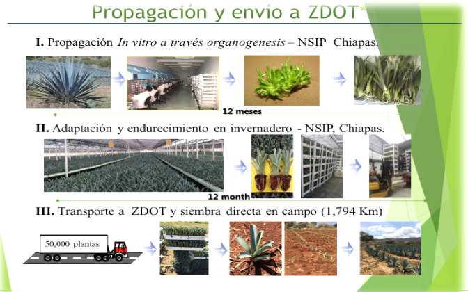 Propagación y envío a ZDOT Agromod Casa Sauza