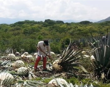 jima of the agave, agave cropping casa sauza