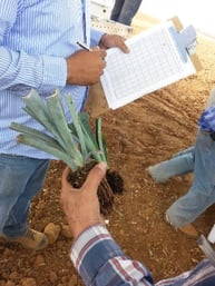 innovation in agriculture at the tequila industry