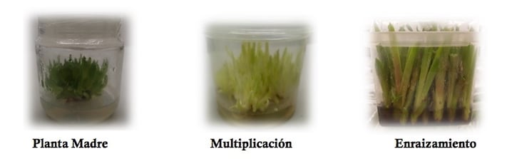 Micropropagación madre multiplicación y enraizamiento.jpeg