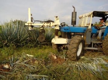 innovation at the agave fields casa sauza