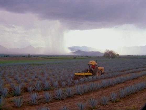 looking for excellence in agriculture casa sauza