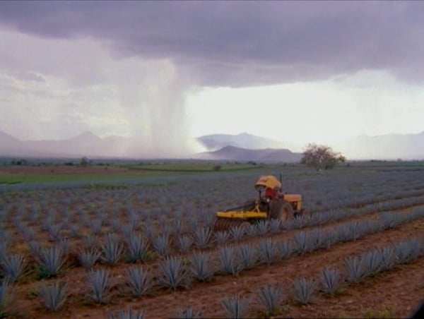 TPM en el campo de agave producción de tequila