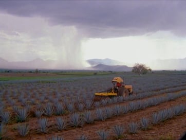 tractor casa sauza