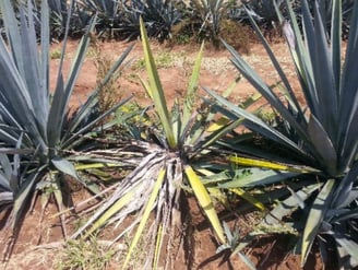 Control de plagas en el campo de agave en Casa Sauza