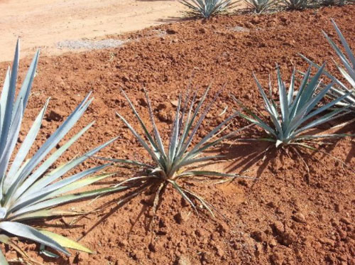 Controlling disease in agave plants casa sauza