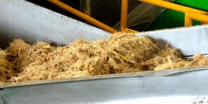 Bagazo del agave en el proceso de desgarrado Bagazo del agave en el proceso de desgarrado
