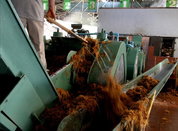 sugar extraction by mill casa sauza