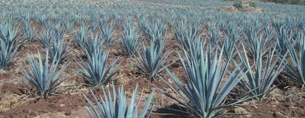 enfermedades agave