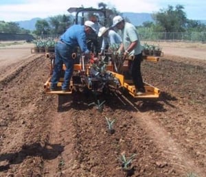 Máquina plantadora de Agave de Casa Sauza