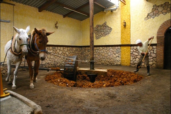 extraction of agave sugar with a tahona sauza