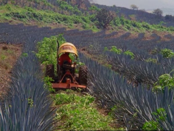 agriculture 4.0 tequila industry