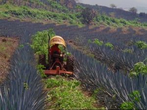 tractor limpiando campo de agave Casa Sauza