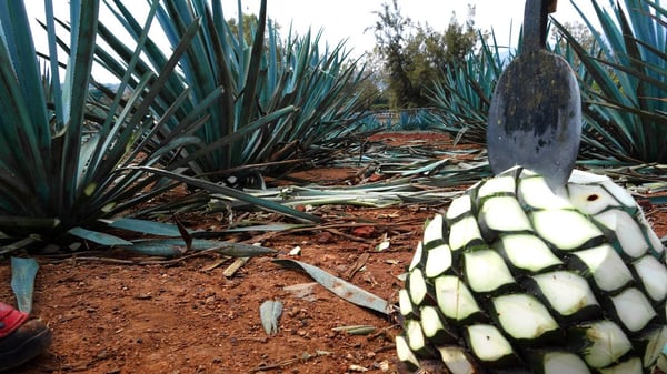 history of tequila