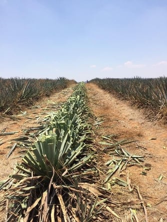 automatizacion del campo tequila sauza