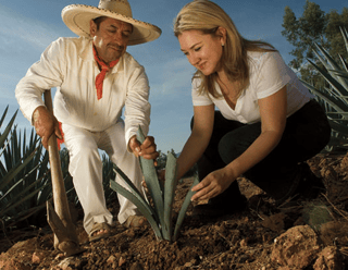 tequilana weber agave blue variety casa sauza