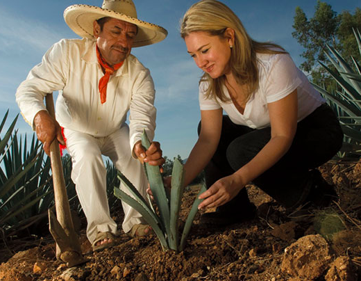 plantación de agave tequilana weber azul sauza