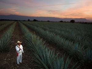 agave fields casa sauza