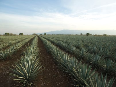 wedding tequila jalisco