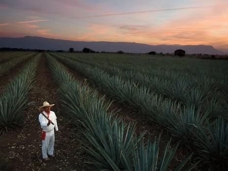 casa sauza purest tequila taste of agave