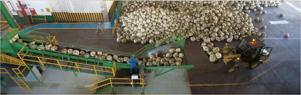 agave extracción de azúcar