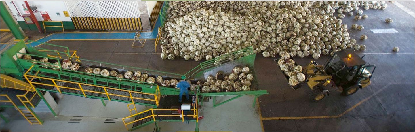 Extracting agave Casa Sauza Extracting agave Casa Sauza