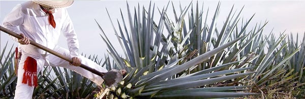 tequila casa sauza