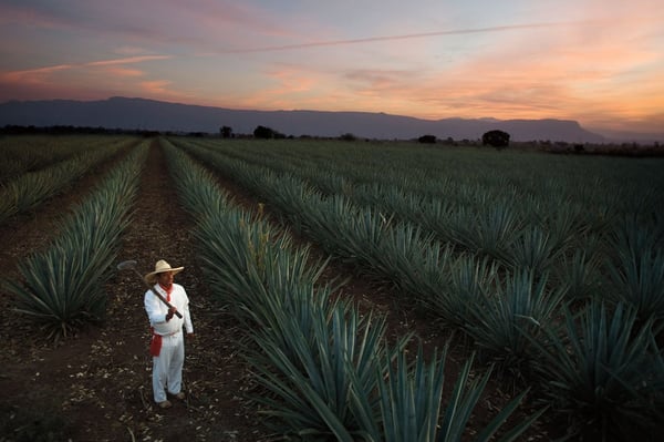 campo de agave casa sauza
