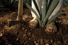 plantando agave sauza