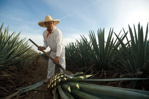 Jimador de Agave para producir tequila Casa Sauza