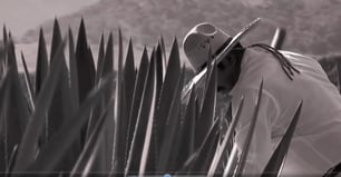 historia tequila