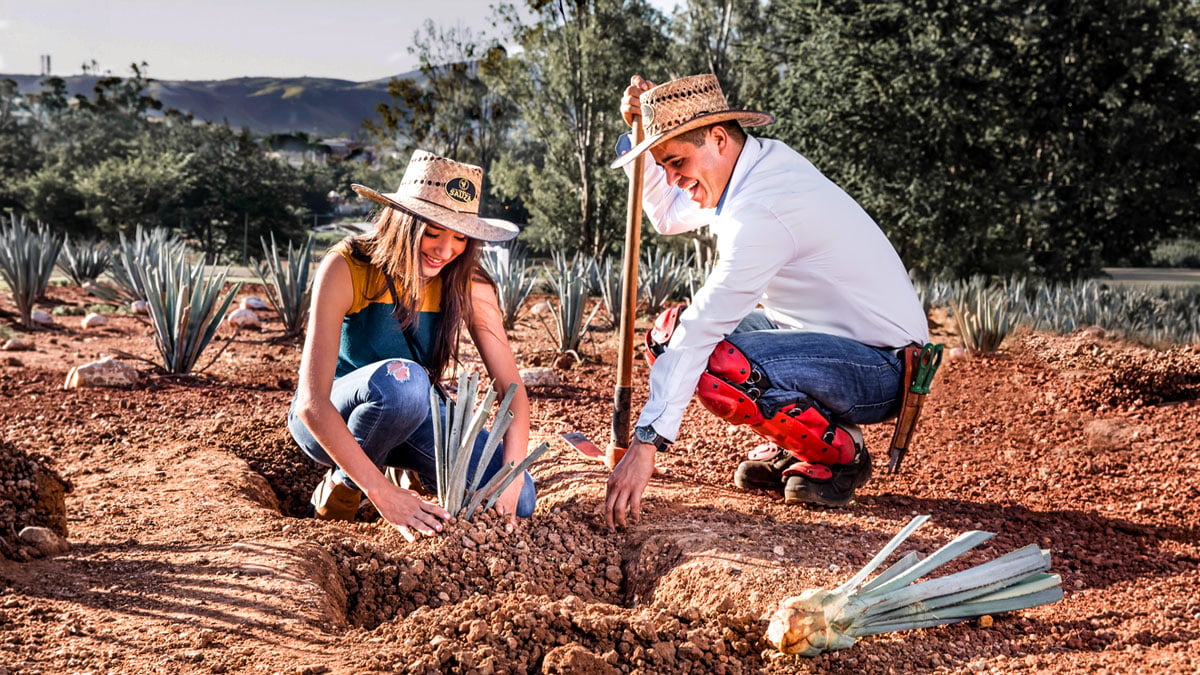 Demostración de plantación de agave azul en el Jardín Botánico del Tour Casa Sauza, Tequila Jalisco