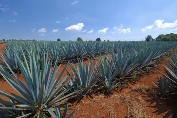 productos hechos con agave